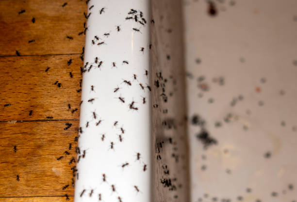 Best Affordable Pest Control Services  in Riverbend, WA