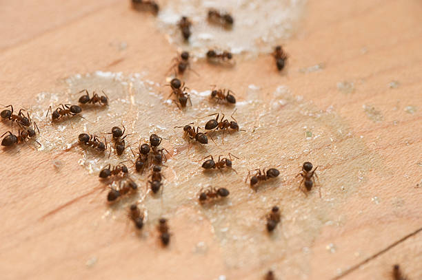 Best Exterminator Services  in Riverbend, WA