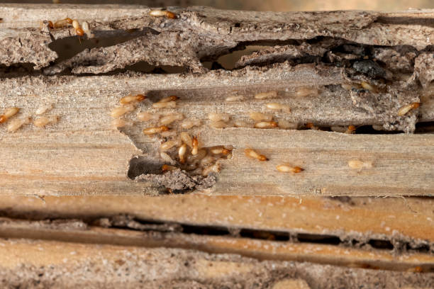 Best Exterminator Services  in Riverbend, WA
